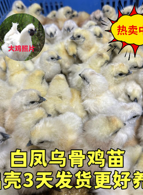 泰和乌鸡苗正宗白凤乌鸡苗竹丝鸡出壳苗纯种乌鸡白凤活苗小鸡活苗