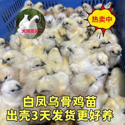 泰和乌鸡苗正宗白凤乌鸡苗竹丝鸡出壳苗纯种乌鸡白凤活苗小鸡活苗