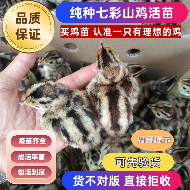 七彩山鸡幼鸡纯种七彩山鸡出壳苗幼苗土鸡出壳鸡小山鸡苗宠物