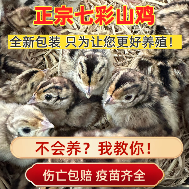 七彩山鸡幼鸡纯种七彩山鸡出壳苗幼苗土鸡出壳鸡小山鸡苗宠物