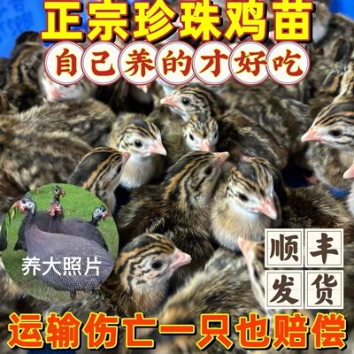 正宗珍珠鸡苗小鸡活体泰和乌鸡贵妃鸡出壳苗绿壳蛋鸡土鸡三黄鸡