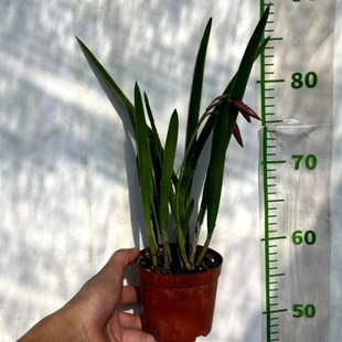 棒叶卡特兰Bl. Yeow Bird 黄鸟 变色斑点白拉索开花苗