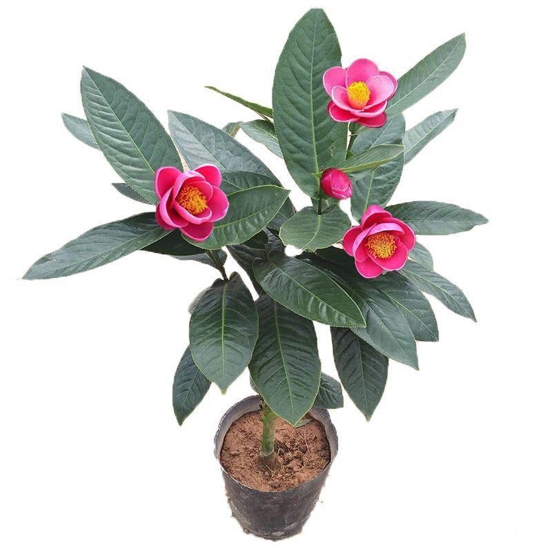 嫁接四季海棠茶花三四公左右高度70-90公分NPI棠分四季海报径茶花