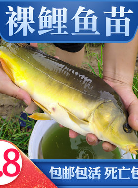 广西裸鲤鱼苗批发易养活