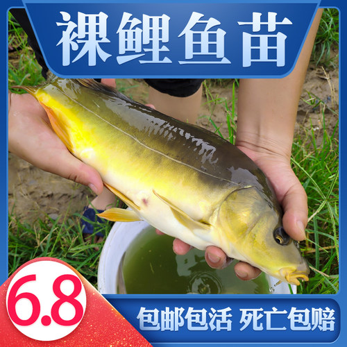 广西裸鲤鱼苗批发易养活