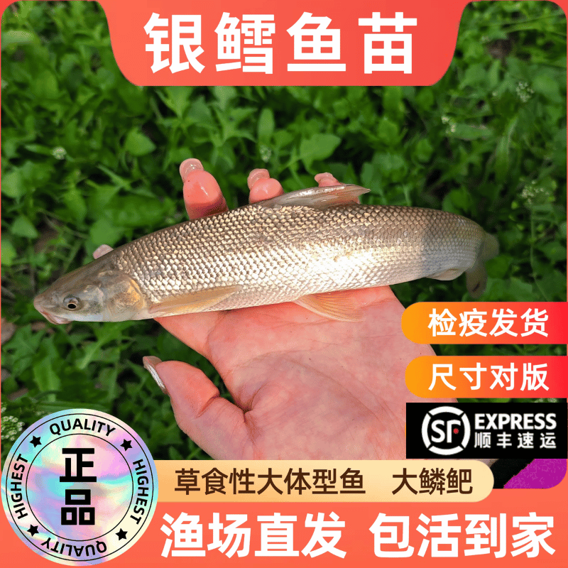 广西大尺寸银鳕鱼苗批发淡水包活