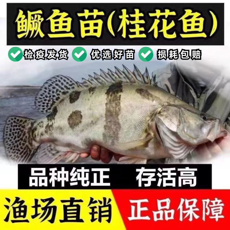 安徽桂花鱼苗鳜鱼苗活体翘嘴路亚凶猛淡水养殖食用鳜鱼贵鱼苗冷水