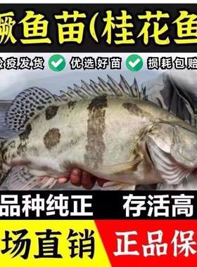 冷链发货湖南桂花鱼苗批发保真