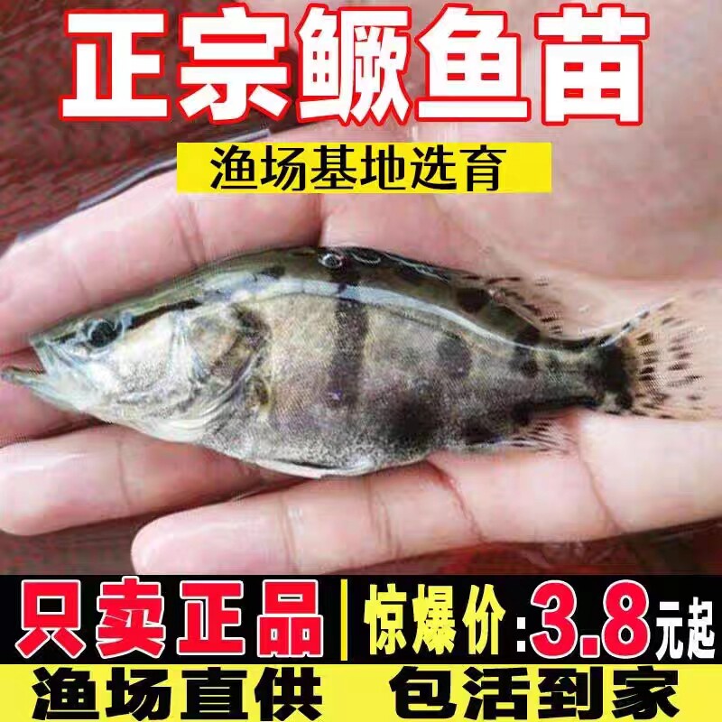 浙江保真桂花鱼苗批发只卖真鱼苗