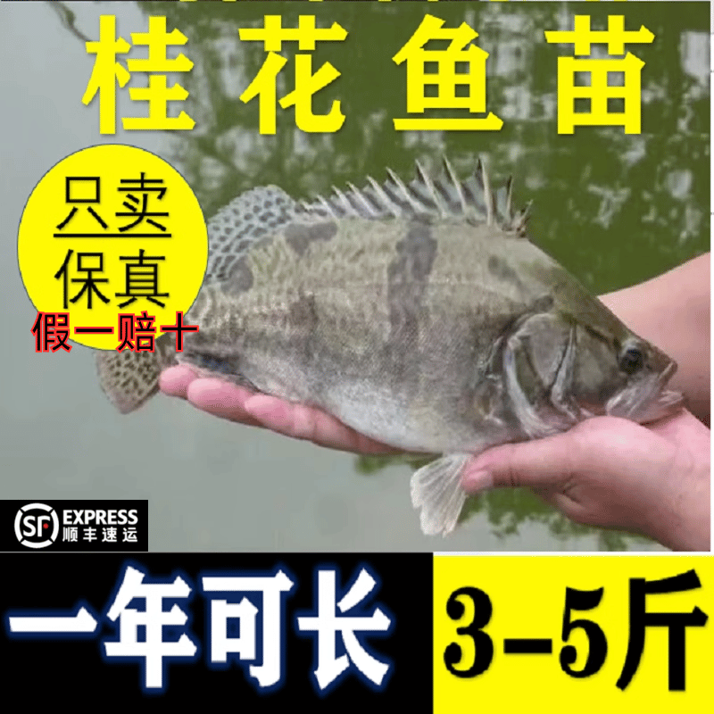 湖北正宗桂花鱼苗批发只卖真鱼苗