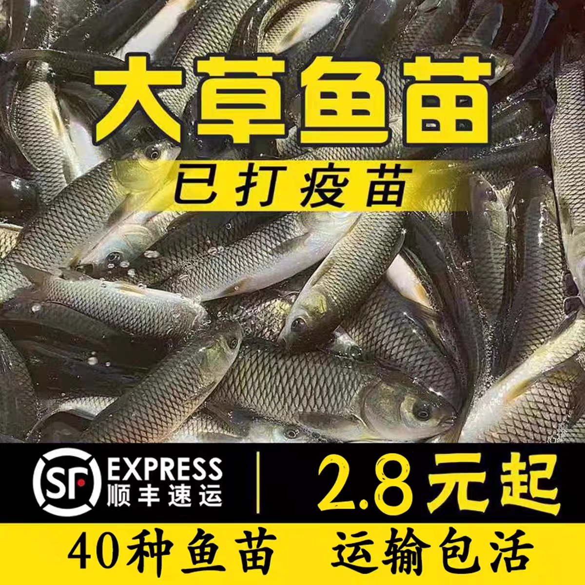 冷鏈發貨湖南半斤大草魚苗批發
