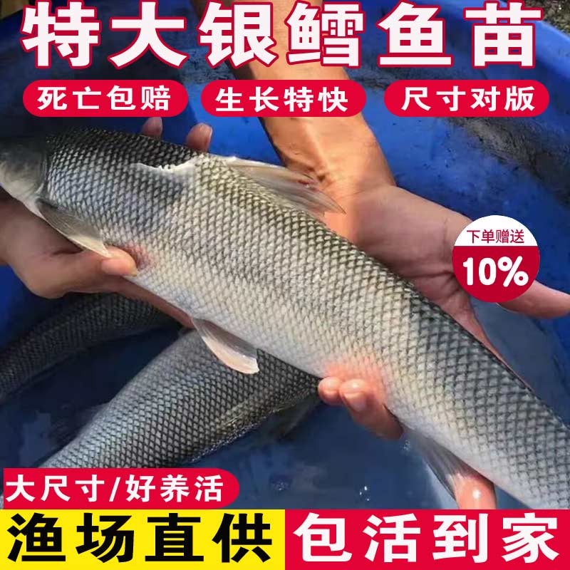 贵州银鳕鱼苗淡水养殖食用大鳞鲃鱼苗鳕鱼苗活鱼苗观赏银雪活鱼苗