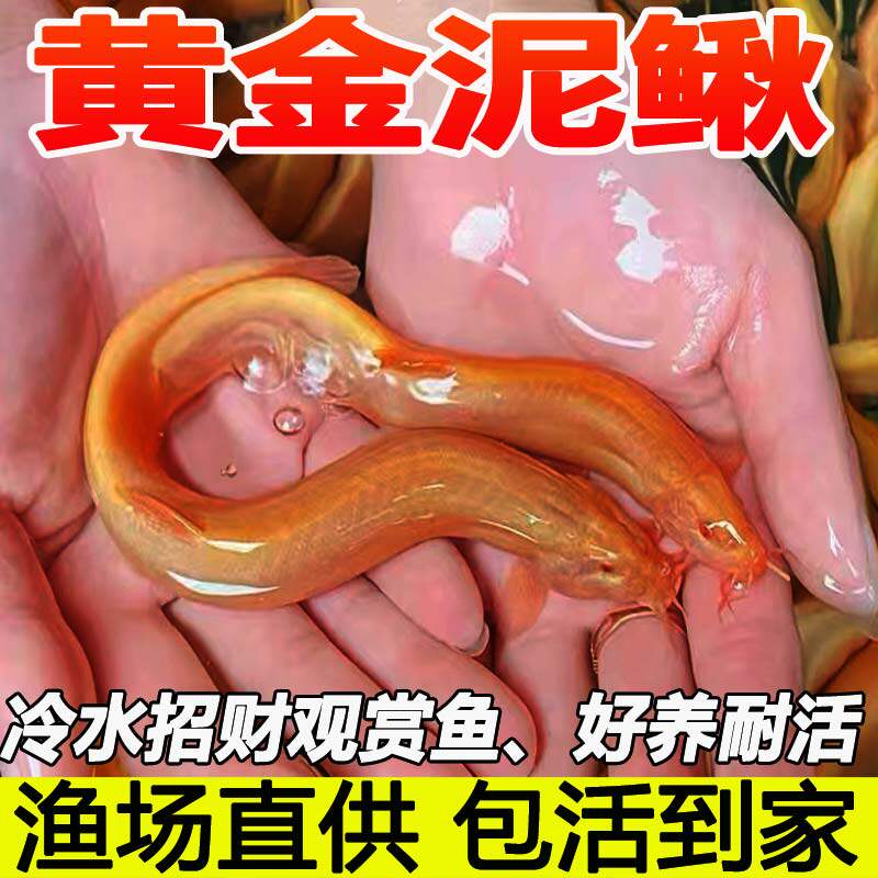 浙江黄金泥鳅冷水观赏鱼缸清道夫工具鱼金泥鳅淡水活体好养耐活鱼