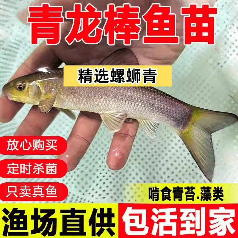 四川青龙棒鱼苗淡水养殖吃青苔华鲮青衣鱼沉香鱼原生溪流鱼观赏鱼