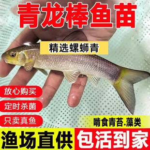 广西青龙棒鱼苗淡水养殖吃青苔华鲮青衣鱼沉香鱼原生溪流鱼观赏鱼