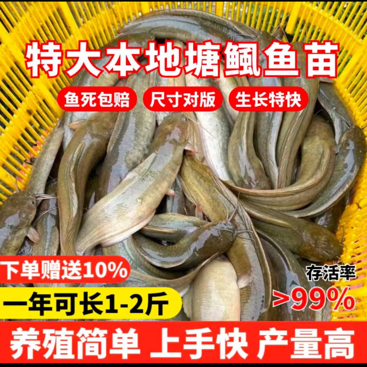 安徽塘鲺鱼苗塘角鱼苗鲶鱼苗皇妃一号三黄塘鲺淡水养殖土塘虱鱼苗