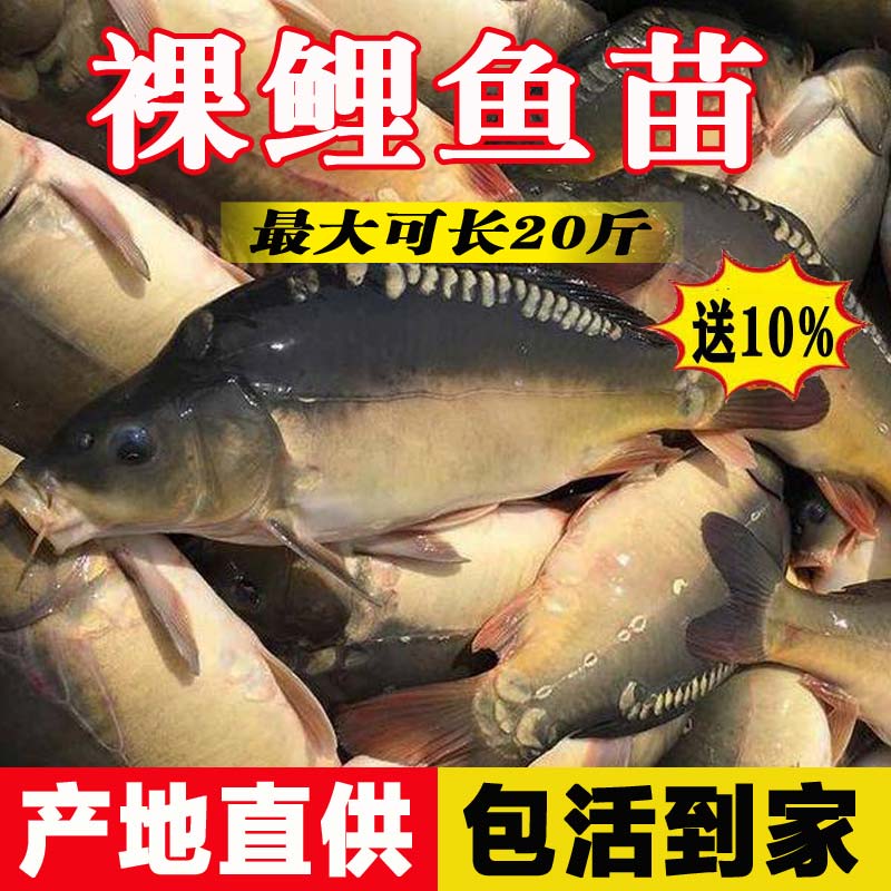 湖北裸鲤鱼苗批发特价包活大尺寸