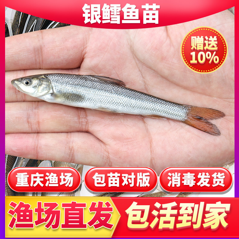 重庆银鳕鱼苗淡水养殖食用大鳞鲃鱼苗鳕鱼苗活鱼苗观赏银雪活鱼苗