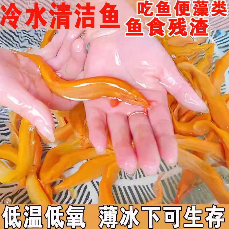 安徽黄金泥鳅冷水观赏鱼缸清道夫工具鱼金泥鳅淡水活体好养耐活鱼