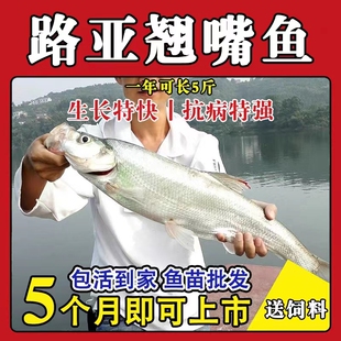 湖北大品种翘嘴鱼苗凶猛路亚鱼大翘壳白刁鱼苗淡水养殖活体苗包活