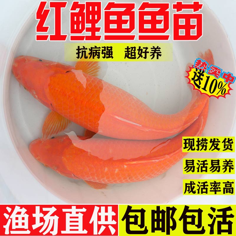 浙江红鲤鱼苗大食用耐活淡水活体
