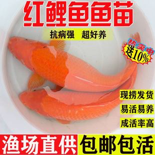 贵州红鲤鱼苗淡水养殖食用活体鲤鱼苗大红兴国鲤鱼鱼苗耐活观赏鱼