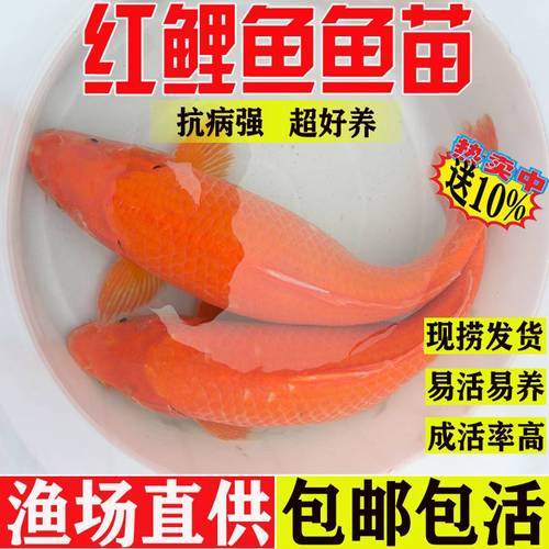 广西红鲤鱼苗大食用耐活淡水养殖