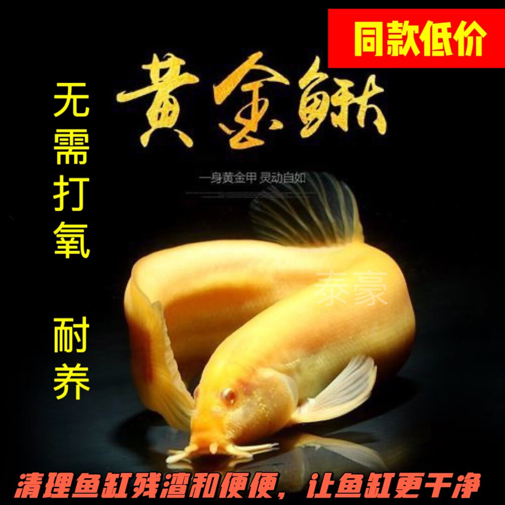 广西黄金泥鳅冷水观赏鱼缸清道夫工具鱼金泥鳅淡水活体好养耐活鱼