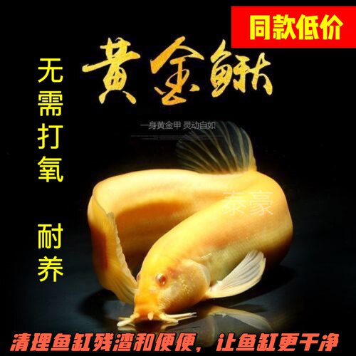 广西黄金泥鳅冷水观赏鱼缸清道夫工具鱼金泥鳅淡水活体好养耐活鱼