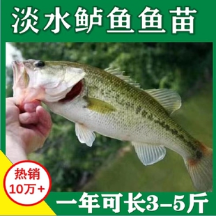 安徽半斤加州鲈鱼苗可食用大口黑鲈路亚凶猛肉食淡水鳜鱼苗养殖小