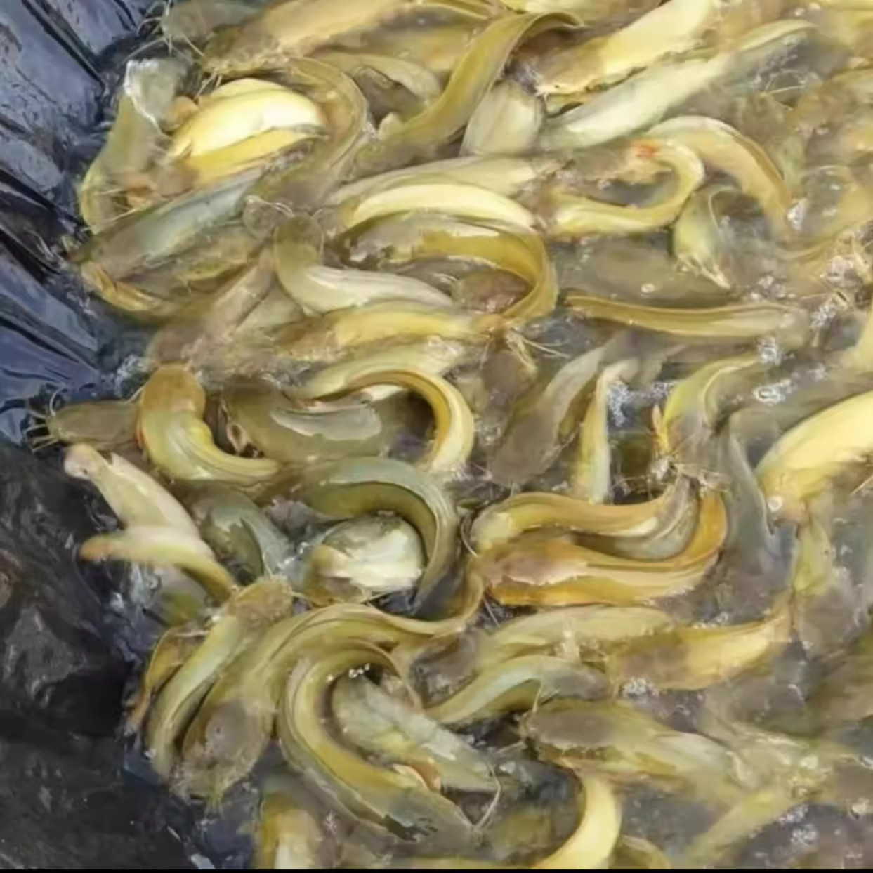 湖南塘鲺鱼苗塘角鱼苗鲶鱼苗皇妃一号三黄塘鲺淡水养殖土塘虱鱼苗
