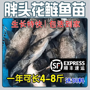 江苏半斤大头花鲢鱼苗淡水养殖食用鲢鳙胖头鱼四大家鱼草鱼苗鲫鱼