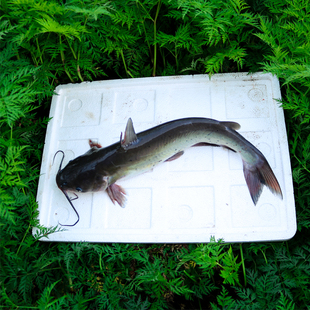 湖北斑点叉尾鮰鱼苗钳鱼梭边清江鱼江团本地淡水养殖耐活无刺淡水