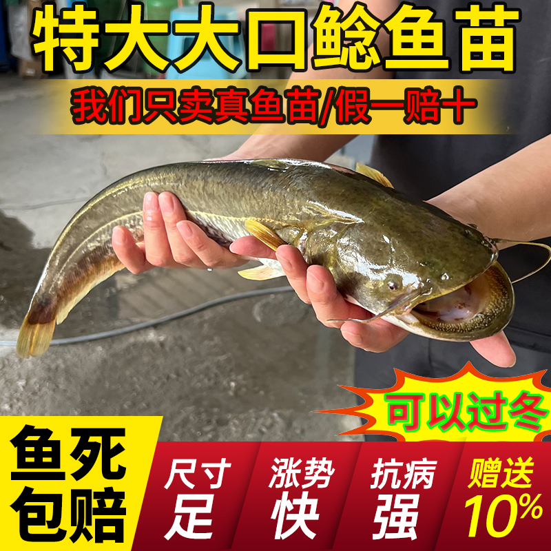 湖南大口鲶鱼苗批发食用易养保真
