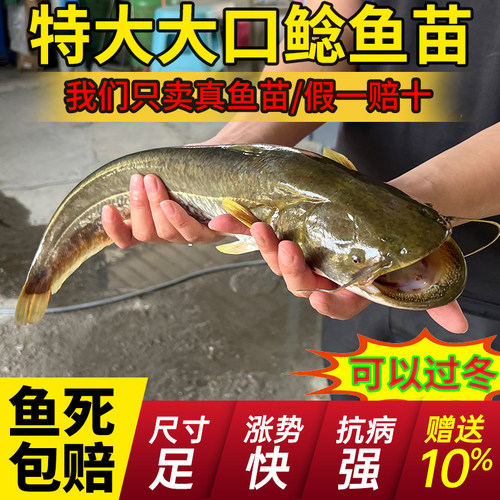 湖北大口鲶鱼苗批发食用易养保真