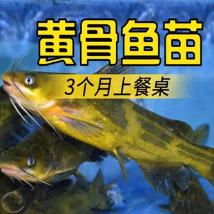 广西黄骨鱼苗黄辣丁昂刺鱼苗淡水养殖食用活鱼冷水观赏小鱼苗黄颡