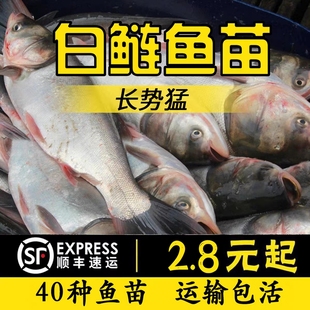 重庆优质大白鲢鱼苗鲢鳙淡水养殖大头鱼胖头花鲢白条鱼活体大型鱼