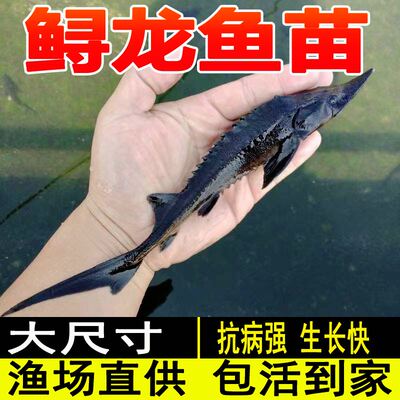 贵州鲟鱼苗鲟鸭嘴鱼中华史施鲟龙鱼苗淡水鱼苗幼苗大鲟鱼苗观赏鱼