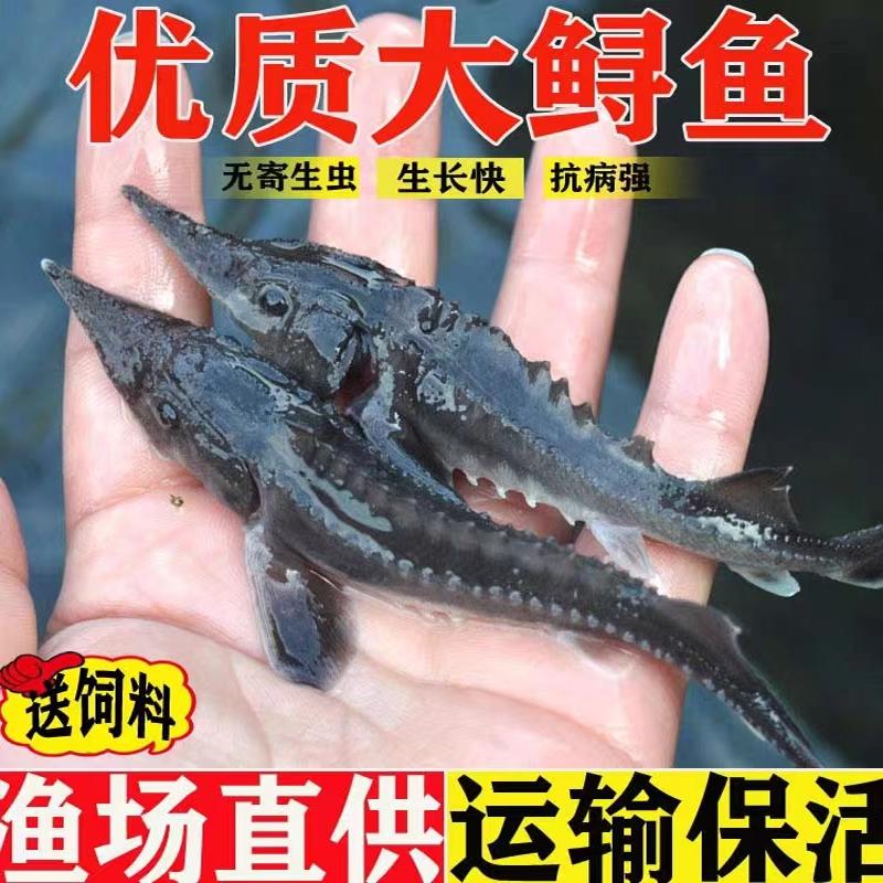重庆鲟鱼苗鲟鸭嘴鱼中华史施鲟龙鱼苗淡水鱼苗幼苗大鲟鱼苗观赏鱼