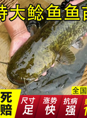 浙江大口鲶鱼苗批发食用易养保真