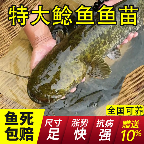 浙江大口鲶鱼苗批发食用易养保真