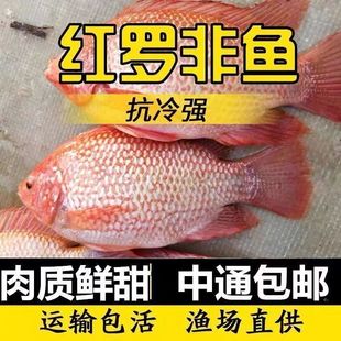 湖南精品红罗非鱼苗豹纹红罗非鱼苗珍珠腊大罗非鱼苗淡水养殖鱼苗