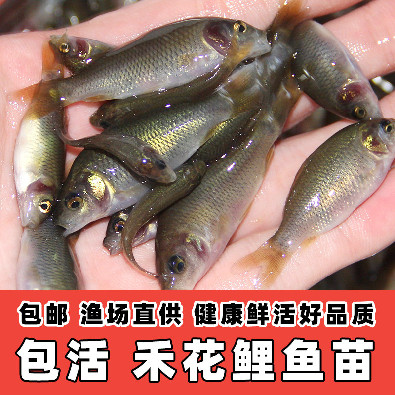 重庆禾花鲤鱼苗荷花鲤禾花乌鲤稻田淡水养殖可食用鱼渔场直发包活