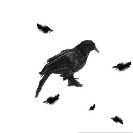 仿真乌动鸦真羽毛黑色乌鸦节模型道具件摆玩具物万圣装饰