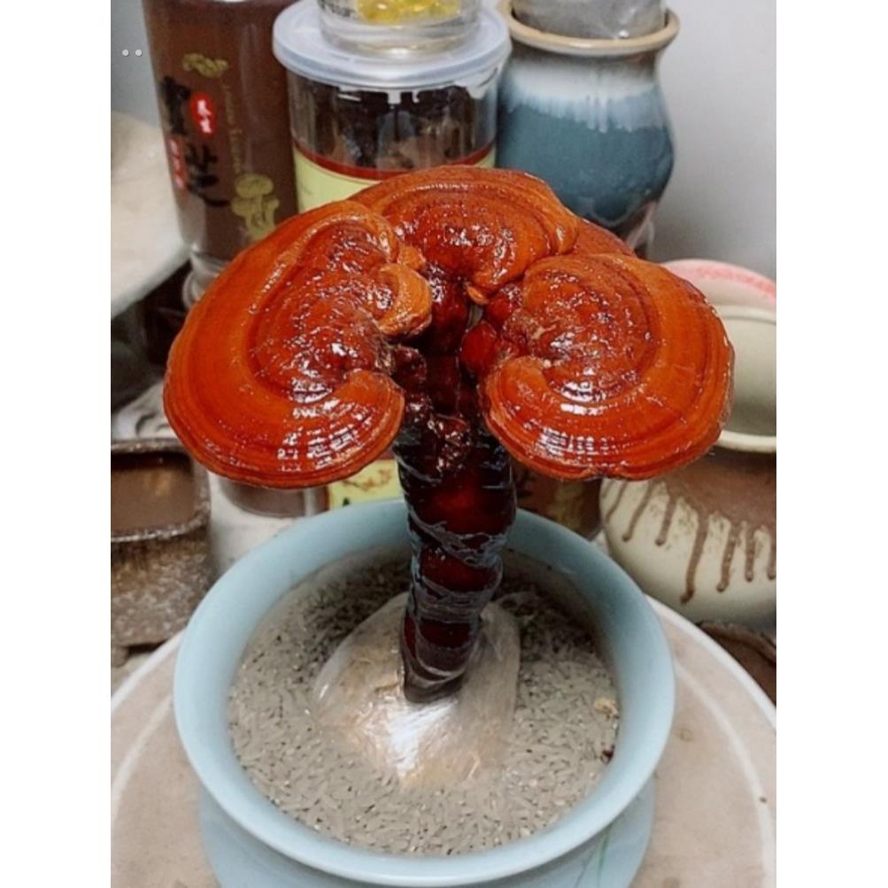 活灵芝盆栽花盆灵芝盆景摆件灵芝绿植真灵芝盆景客厅旺宅绿植易活