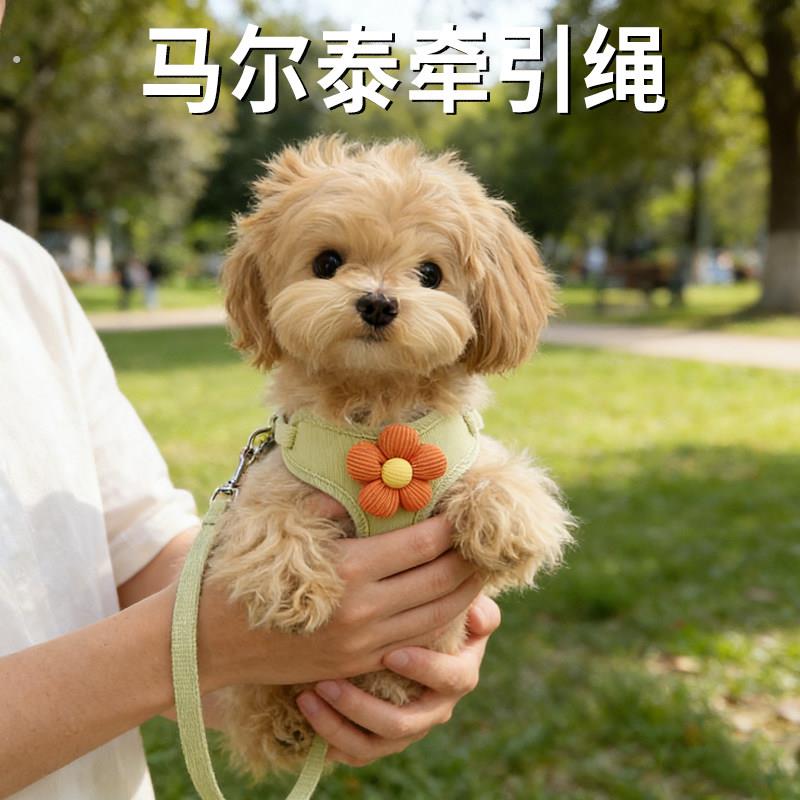 马尔泰牵引绳超小体幼犬小型犬专用遛狗胸抱婴袋小狗背心式宠物绳
