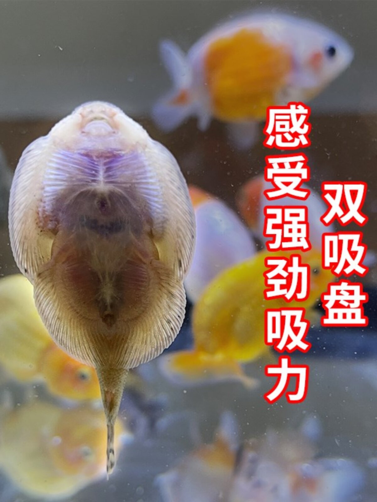冷水清道夫贵州爬岩鳅双吸盘除藻清理鱼缸残渣清洁鱼不加温琵琶鱼