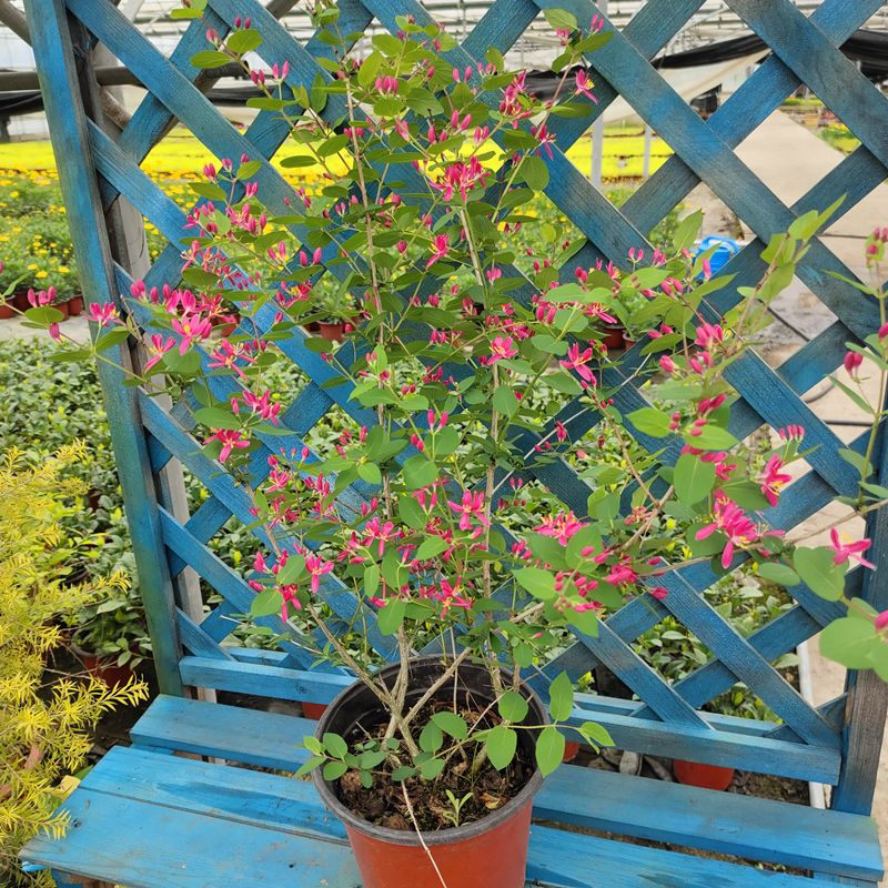 蓝叶忍冬盆栽庭院阳台绿篱灌木植物耐寒耐热玫瑰忍冬多年生带花苞