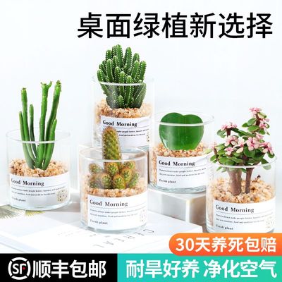 多肉植物仙人掌仙人球小盆栽肉肉办公室内桌面绿植花卉仙人球摆件