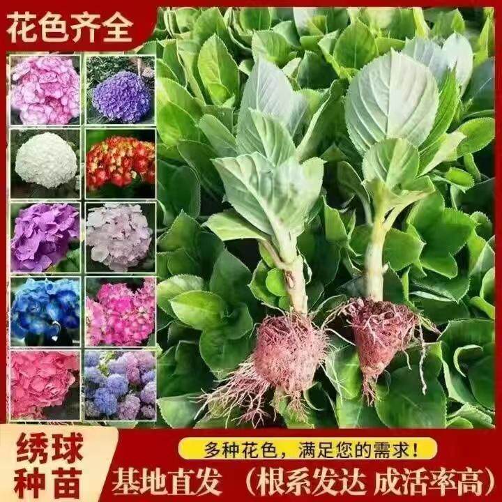 绣球花苗大花重瓣原土发货不断阳台庭院浓香型花卉无尽夏重瓣花苗